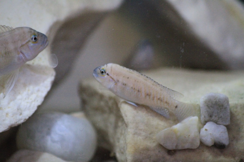 Telmatochromis cf. temporalis 'Mbita Island'
